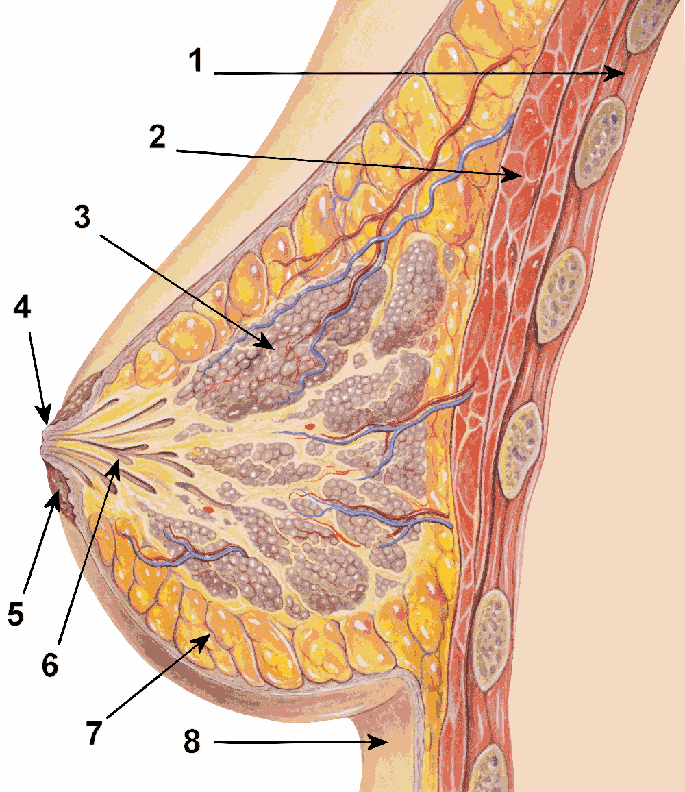 Diagram of the cross section of the breast