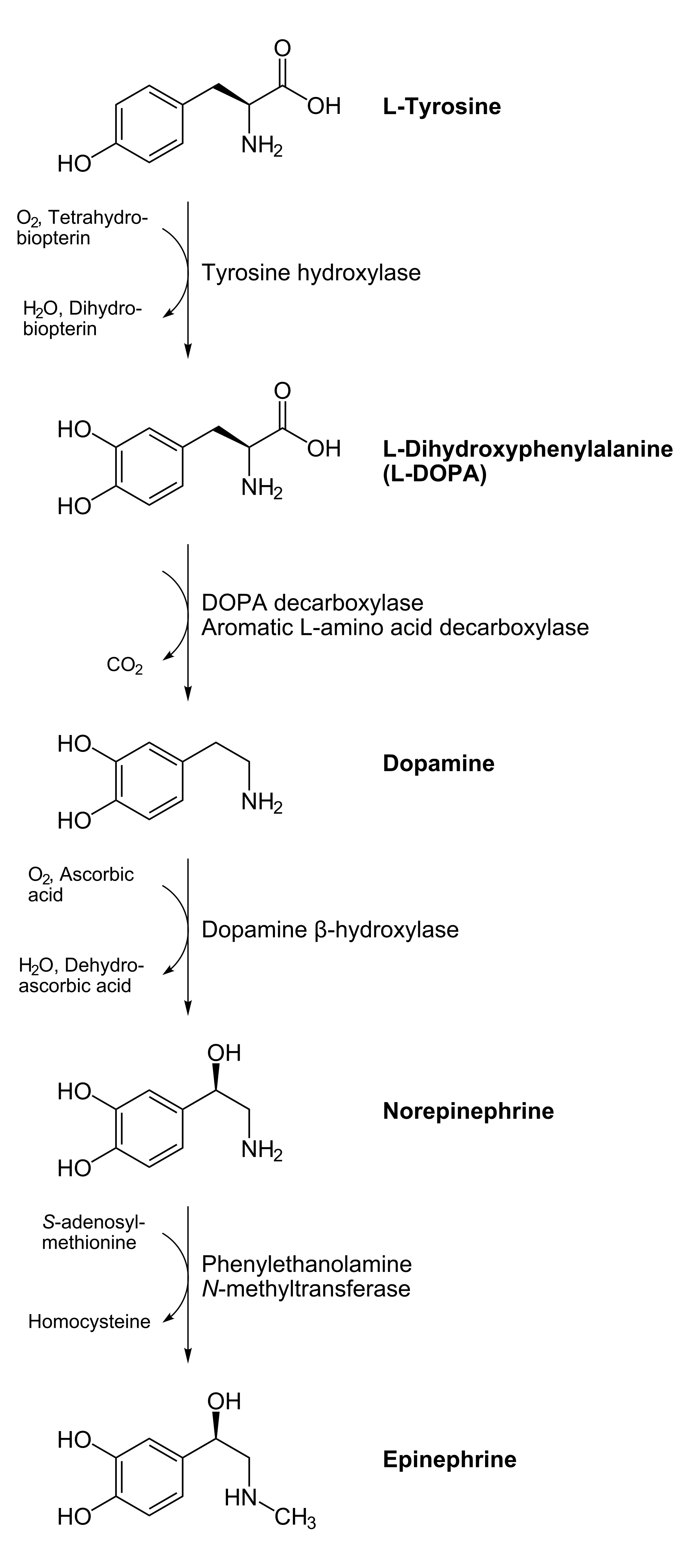 Catecholamine synthesis