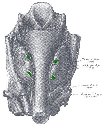 Location of the parathyroid glands