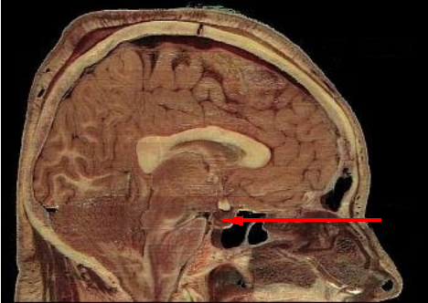 Saggital view of the brain to show the pituitary gland
