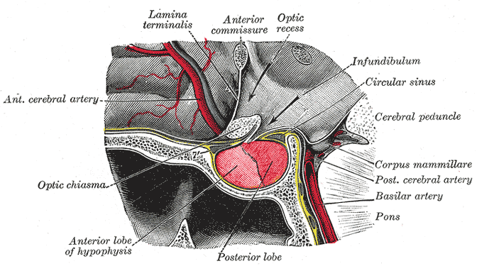 Diagram of the pituitary gland in the pituitary fossa