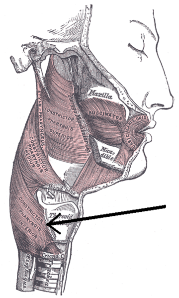 Anatomy of the pharnyx