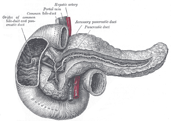 The duodenum and pancreas