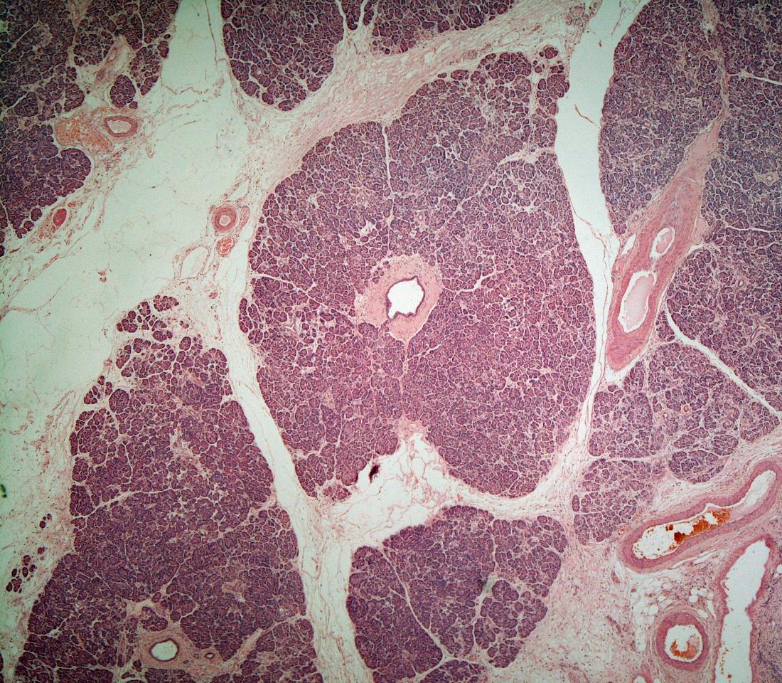 Histology of the pancreas