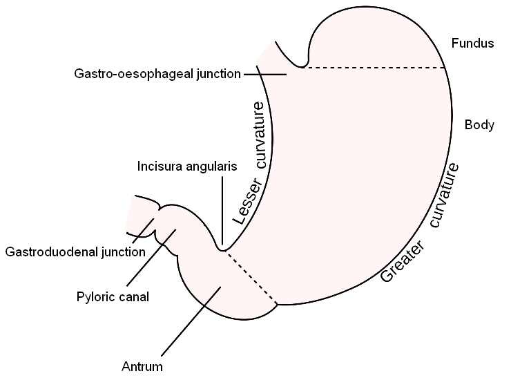 The parts of the stomach