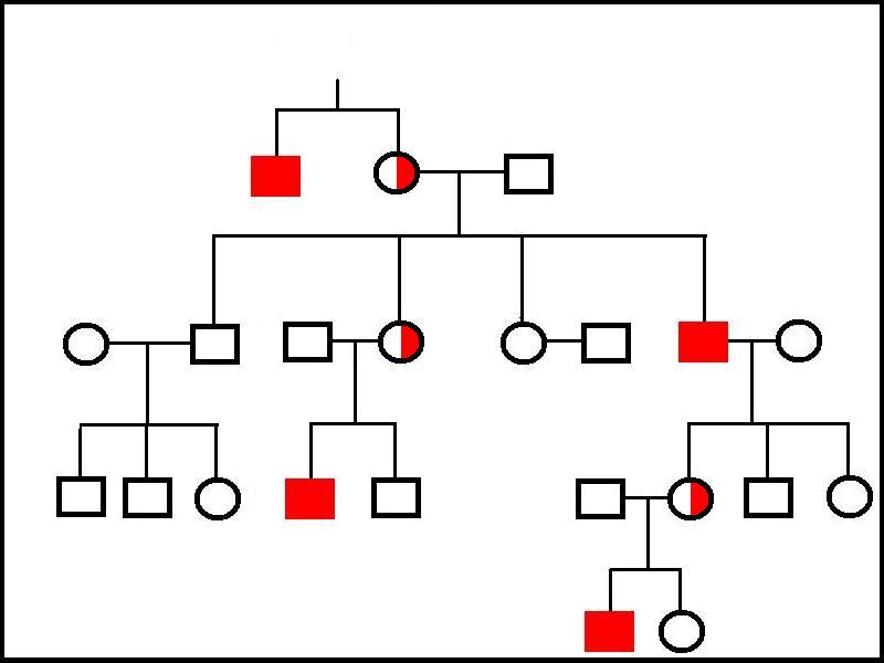X-linked family tree