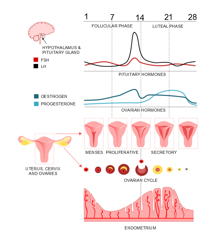 The Menstrual Cycle