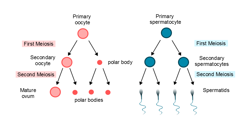 Polar bodies