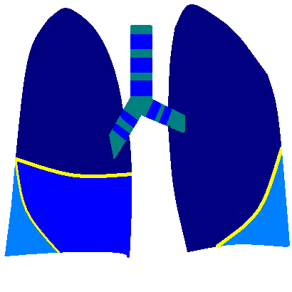 The lungs and airways