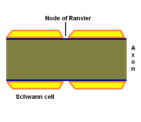 Scwhann cell